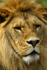 African Lions