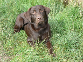 Unser Labrador