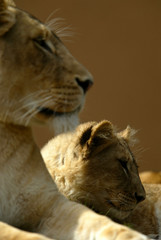 African Lions