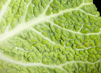 Close-up of green Savoy Cabbage crinkled leaves.