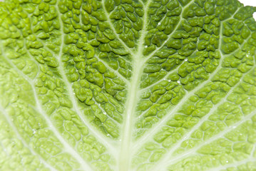 Close-up of green Savoy Cabbage crinkled leaves.