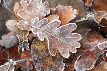 frosted leaf