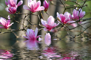 Panele Szklane Podświetlane  japońska magnolia