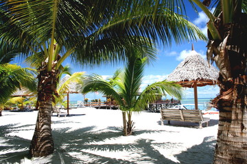 Tropical palm beach resort