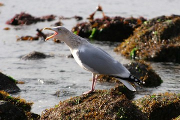 seagull