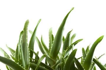 Obraz premium aloe vera