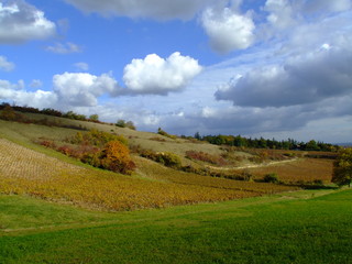 vignes en chalonnais