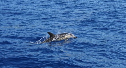 Delfín © FFernández