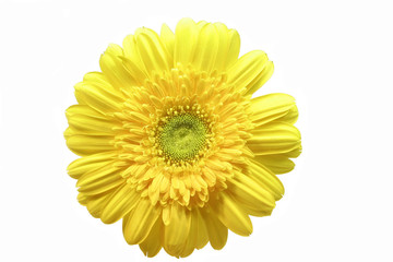 yellow gerbera