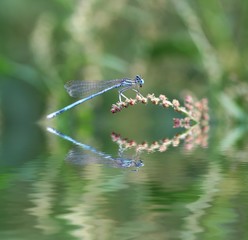 Blue deagofly on grass