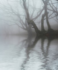 Magic forest of misty © Galyna Andrushko