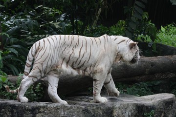 white tiger 5
