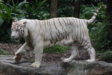 white tiger 6