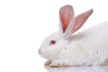 rabbit