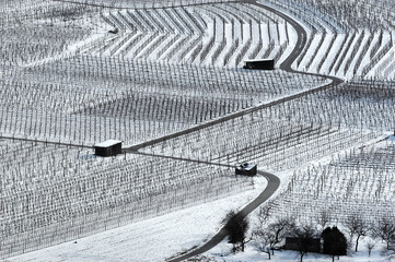 Weinberg im Winter no.3