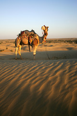 Camel safari in Thar Desert, Rajasthan, India