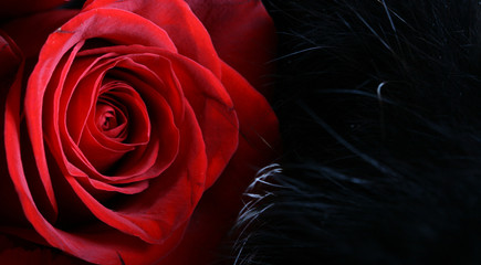 red rose