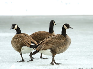 Brand goose ( Branta bernicla )