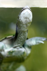 Long Necked Turtle