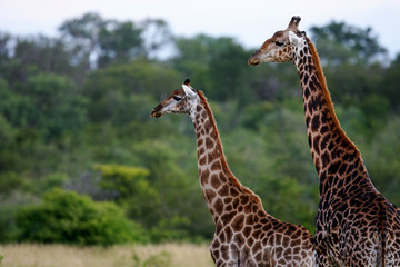 African Giraffes
