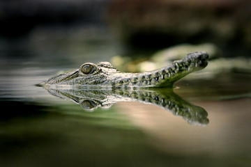 Fototapeta premium Fresh Water Crocodile