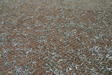 Fish drying on the net in La Graciosa, Canary Islands, Spain