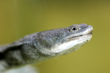 Long Necked Turtle