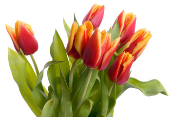 Tulips isolated on white background