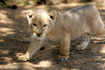 Fototapeta na wymiar White Lion Cub