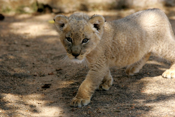 Obraz na płótnie Canvas White Lion Cub