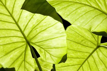 Foto auf Acrylglas Antireflex Hinterleuchtete grüne Blätter der Alocasia, die Äderung zeigen © Lagui