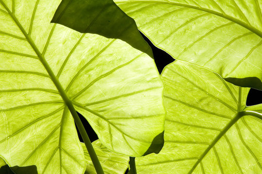 Fototapeta Backlit Alocasia green leaves showing venation