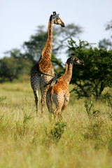 Naklejka na ściany i meble African Giraffes