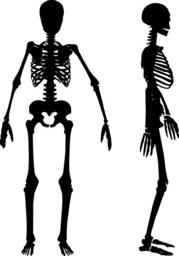 silhouettes of human skeleton