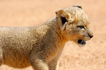 White Lion Cub