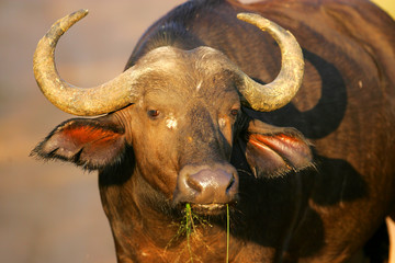 Cape Buffalo