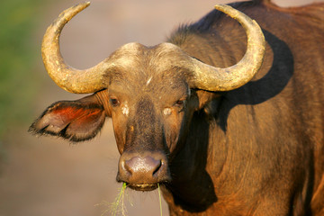 Cape Buffalo