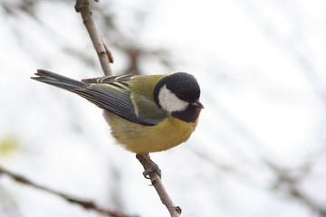 Titmouse bird (Parus Major) on a branch