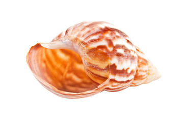 Sea shell