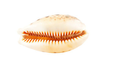 Sea shell
