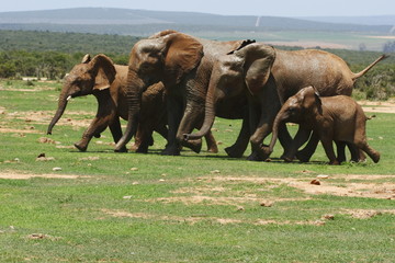 herd of elephants running towards a waterhole