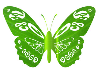 papillon feuille de bananier © Unclesam