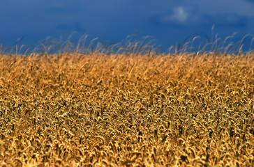 Corn Field