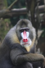 mandrill 2