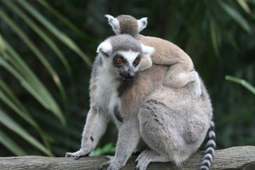 lemur family 2