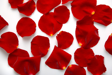 Sparsed red rose petals on white background
