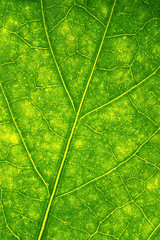 Fototapeta na wymiar Zielony liść