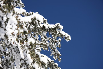 Verschneite Zweige - Baum im Winter