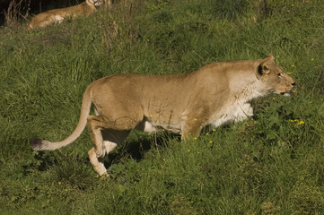 Fototapeta na wymiar Lioness stalking prey