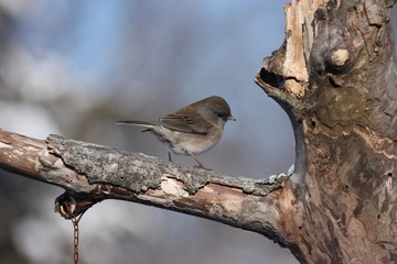 Junco